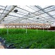 Agricultural plastic film arch greenhouse for vegetables